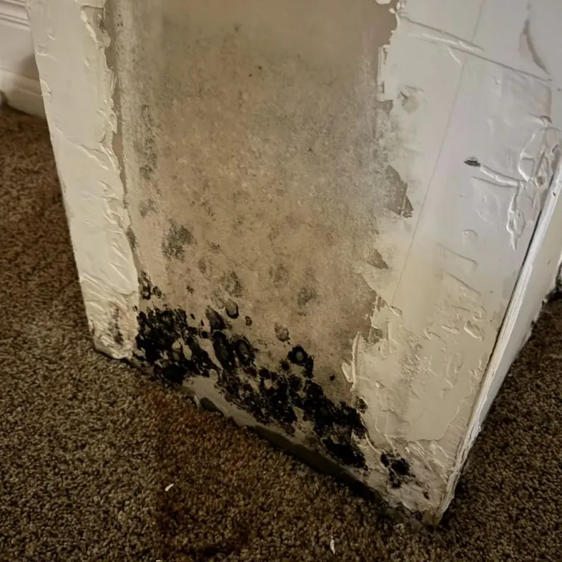 Professional Mold Removal in Rutland, VT